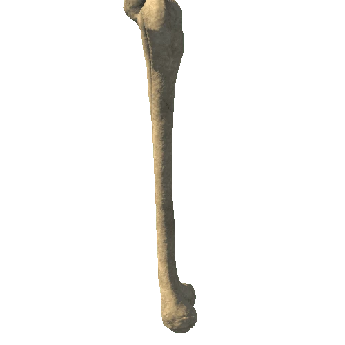 Bone_Femur 1